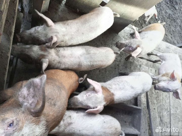 Поросята