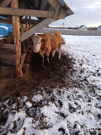 Бычки и быки