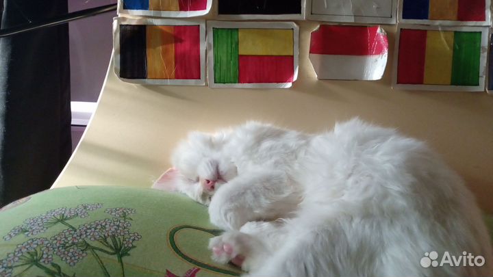 Кошка (Турецкий ван)