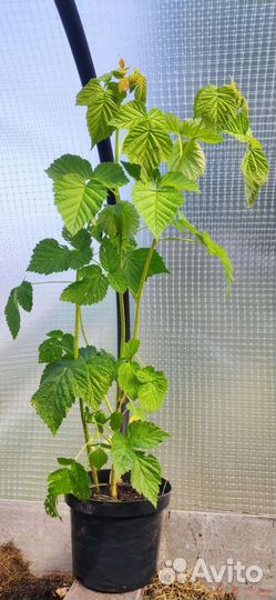 Саженцы малины