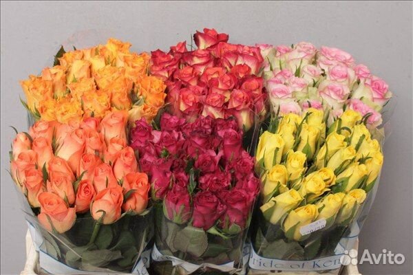 Цветы оптом Розы Кения 40 см