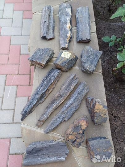 Окаменелое дерево