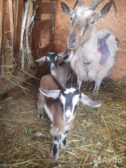 Две козочки