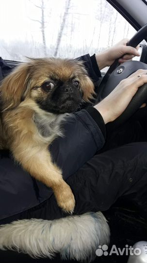 Щенки пекинеса