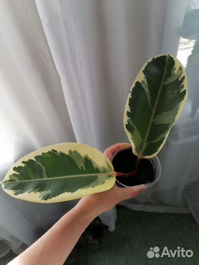 Фикус каучуконосный пестролистный
