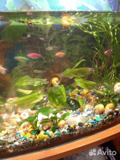 Аквариумные рыбки