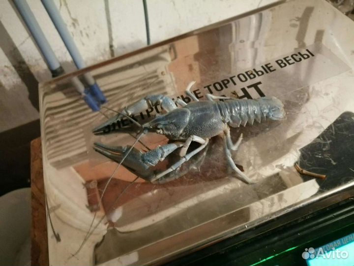 Живые раки оптом