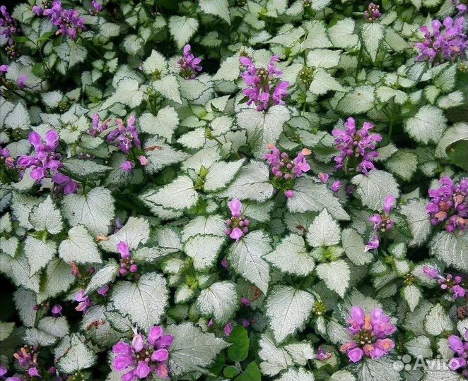 Яснотка Silver beacon многолетники для сада