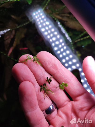 Аквариумное растение анубиас и не только