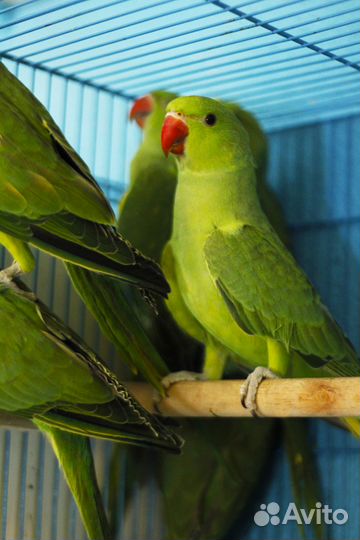 Ожереловый зеленый попугай птенцы