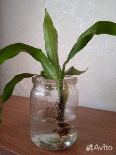 Редкие домашние растения