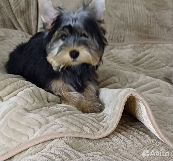 Йоркширский терьер