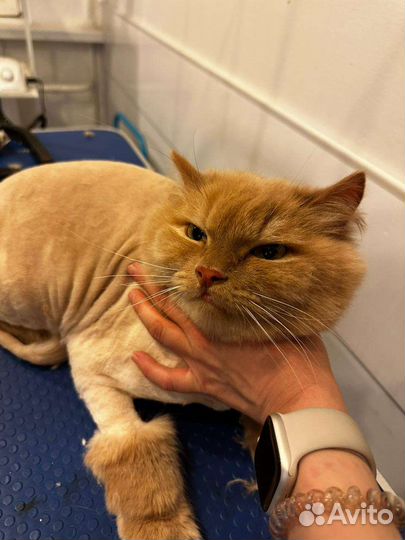 Груминг/Стрижка собак/Стрижка кошек