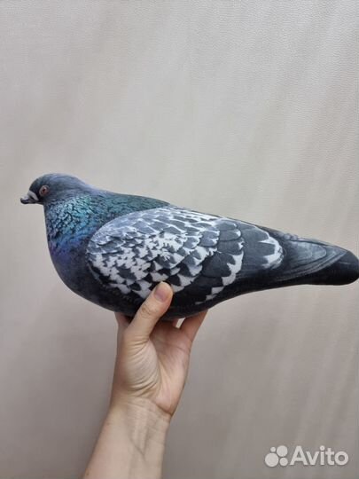 Продажа голубей