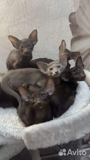Ориентальные котята