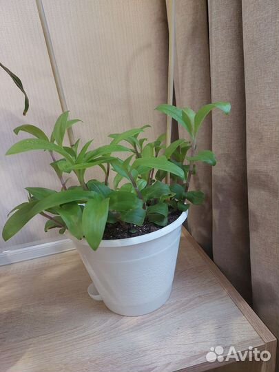 Комнатные цветы