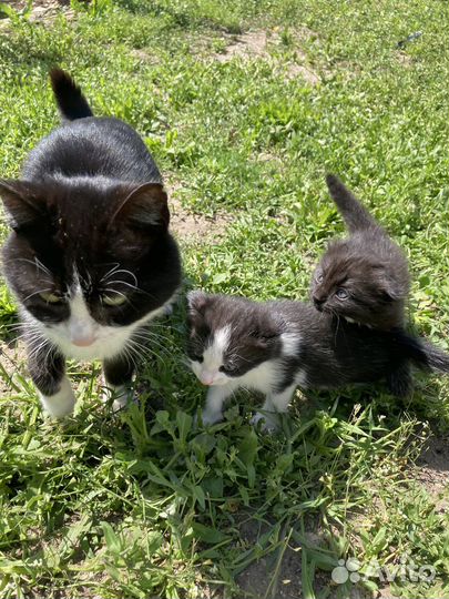 Отдадим в надежные и добрые руки котяток