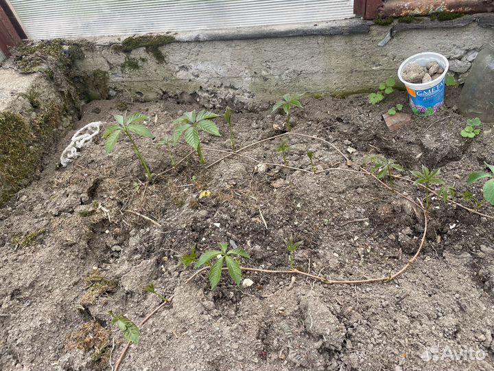 Девичий виноград