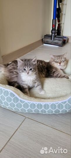 Котята