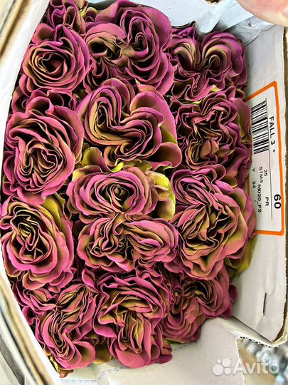 Радужные розы