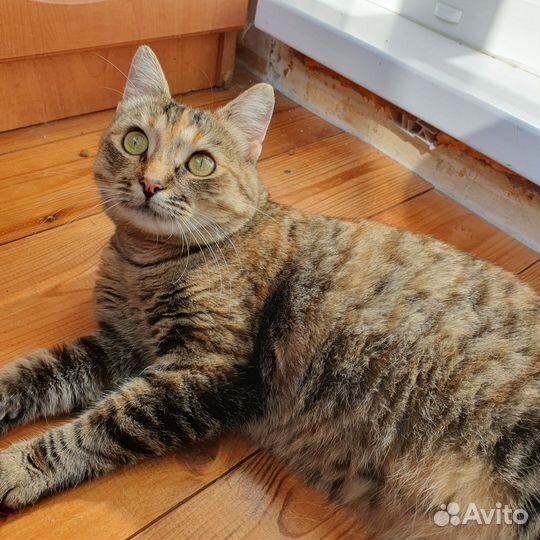 Кошка трехцветка для счастья в доме