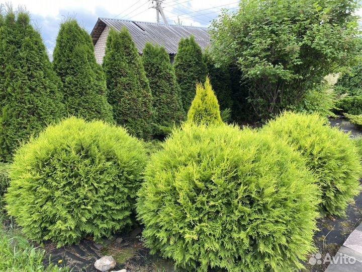 Саженцы хвойных растений