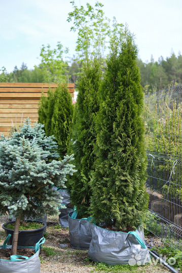 Туя западная 