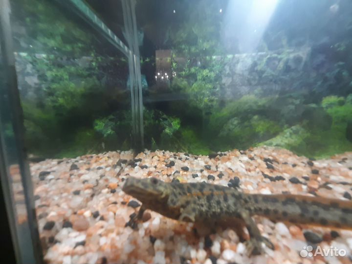 Передержка животных