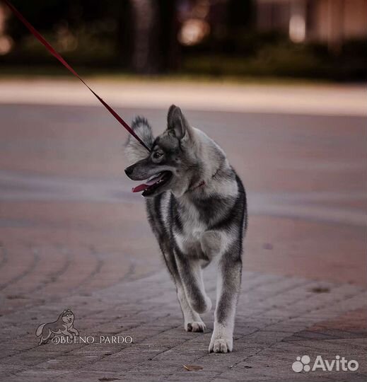 Хаски агути щенки, РКФ