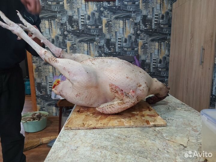 Мясо индейки