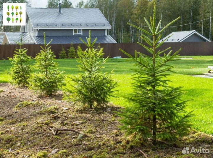 Крупномеры ели с гарантией