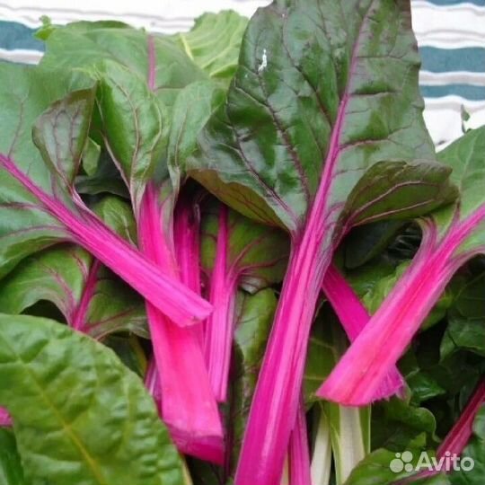 Саженцы и семена зеленных И пряных культур