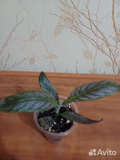 Комнатные растения