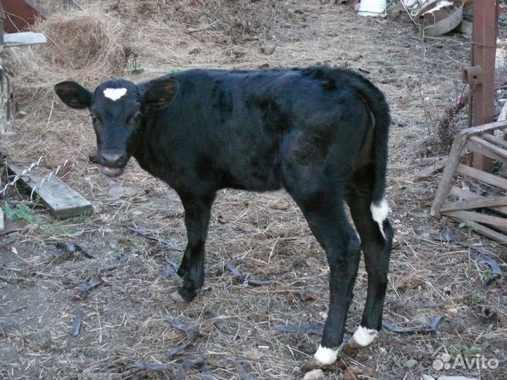 Телочка 1,5 мес