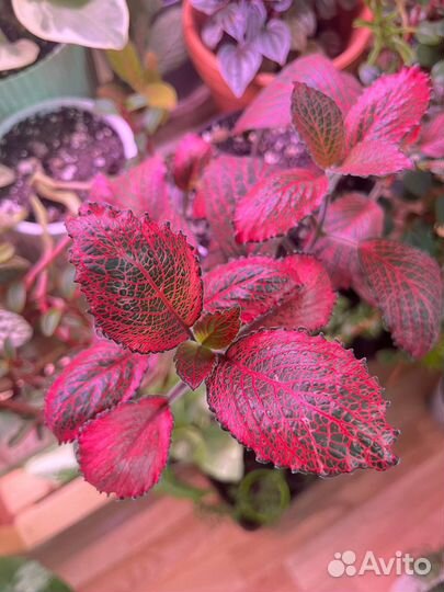 Комнатные цветы разные