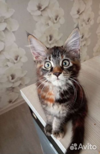 Котята мейн-кун