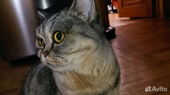 Шотландская Кошка