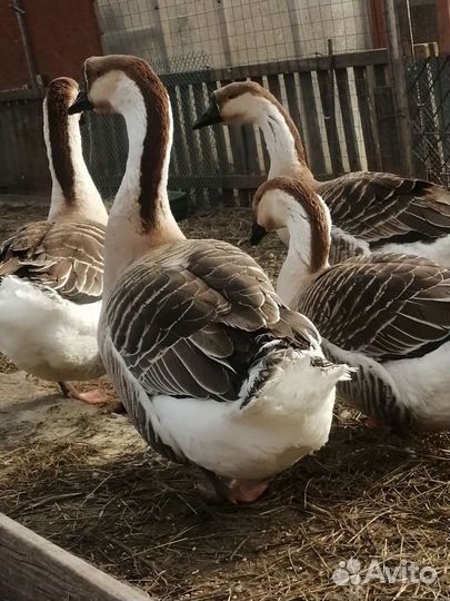 Семья гусей