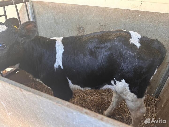 Абердин ангус бычки бесплатная доставка