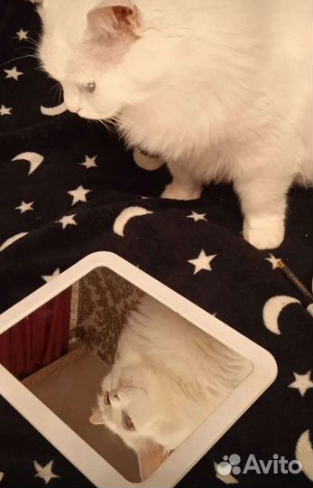 Передержка животных на время отпуска