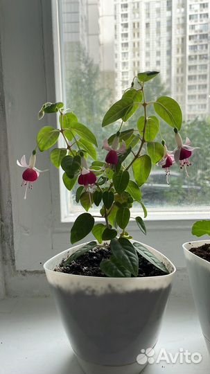 Фуксия растения