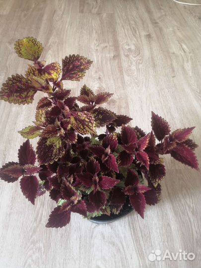 Колеусы вегетативные