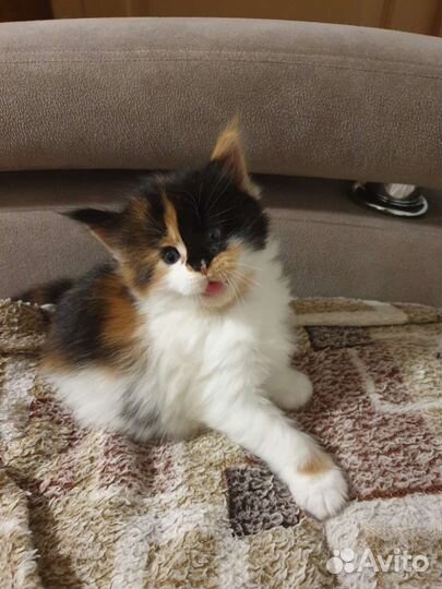 Котята в дар