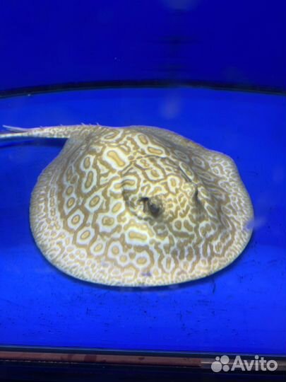 Скат Жемчужный альбинос