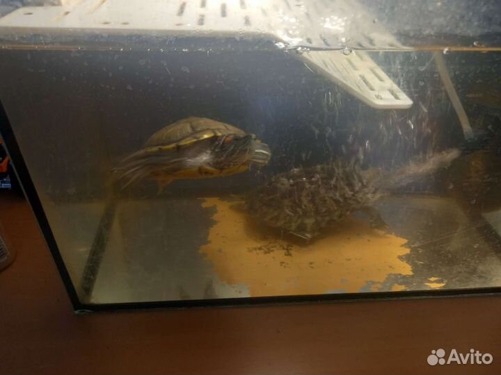 Аквариум с черепахами