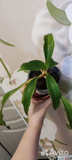 Фил монстера сциндапсус