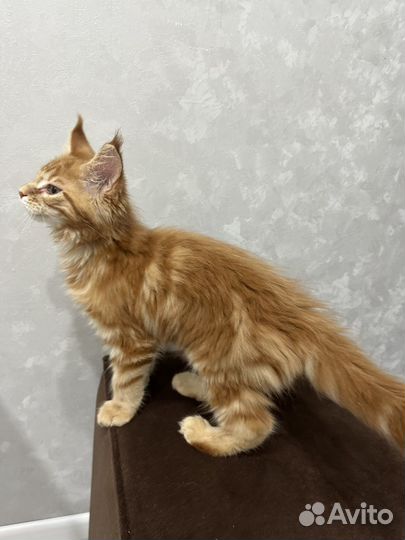 Котята мейн-кун