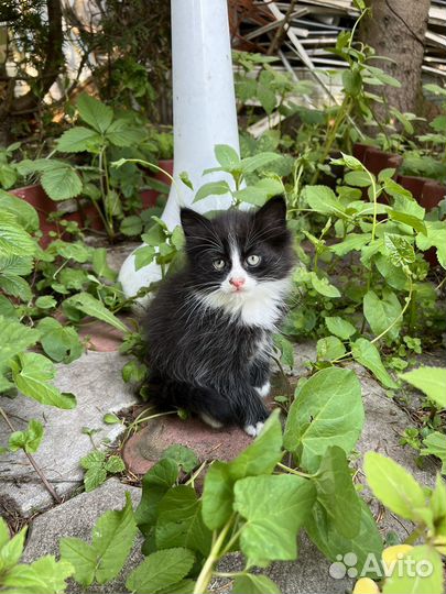 Котята в добрые руки бесплатно
