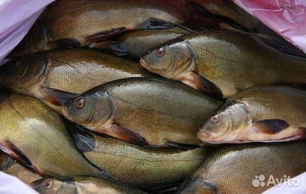 Речная рыба