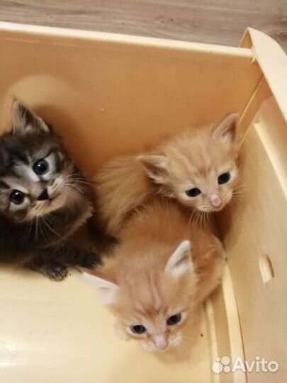 Котята в добрые руки